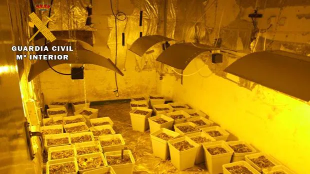 Desmantelada una plantación de cannabis en el interior de una vivienda de Almansa