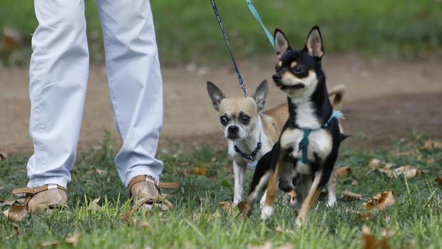 Localizada gracias a sus perros una anciana que estuvo varias horas en el suelo con la cadera rota