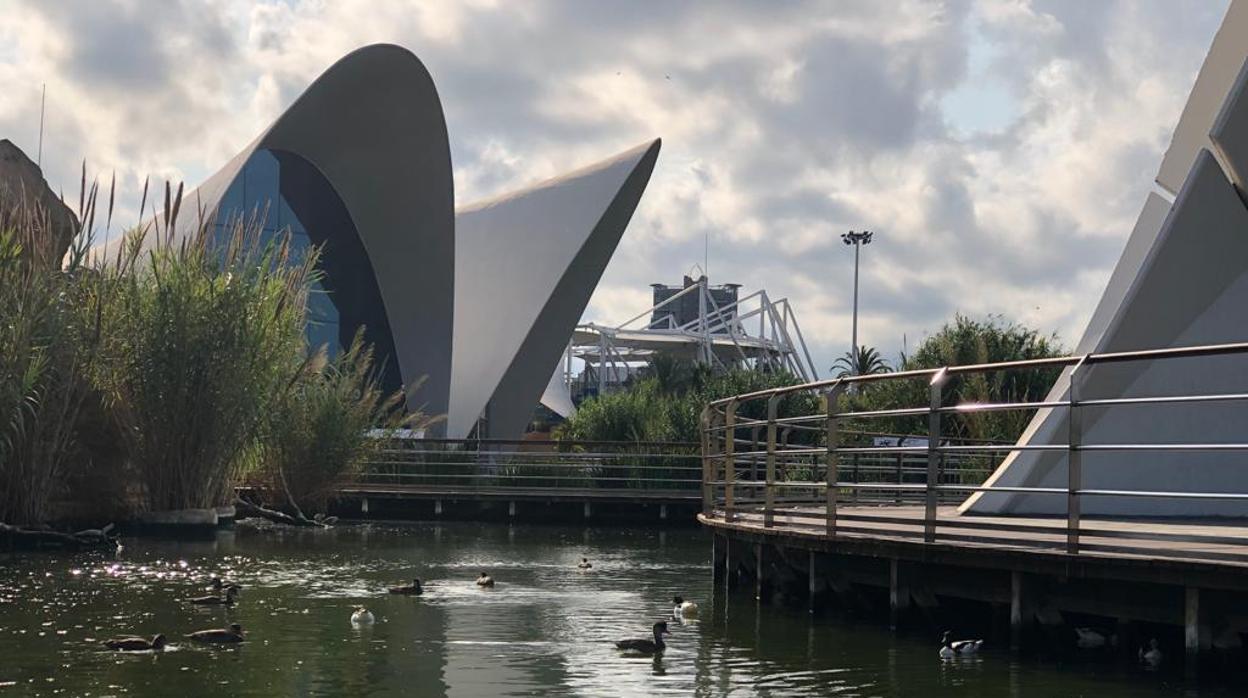 Imagen del Oceanogràfic de Valencia