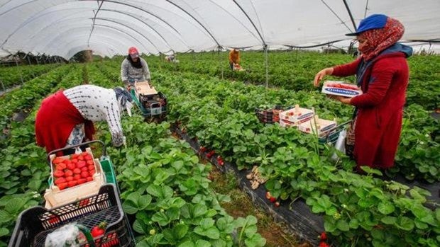 Los sindicatos plantean adecuar el convenio del campo de Ciudad Real al SMI