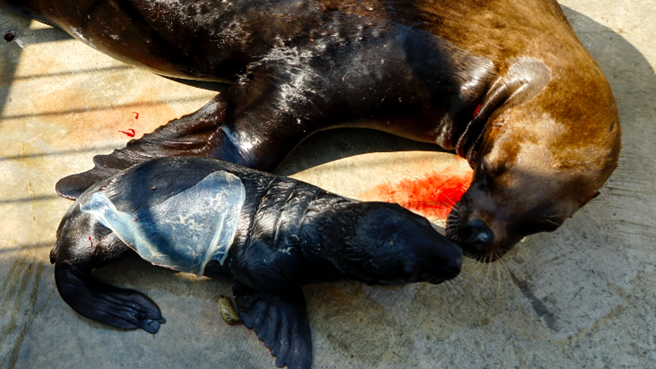 Vídeo: nace un león marino en Valencia, el último de siete hermanos