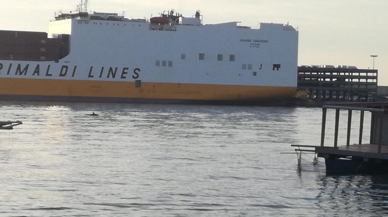 Imagen de uno de los delfines captada este martes en uno de los muelles del puerto de Valencia