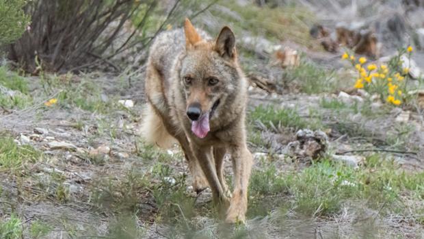 Narbona anima a denunciar a Castilla y León por la protección del lobo