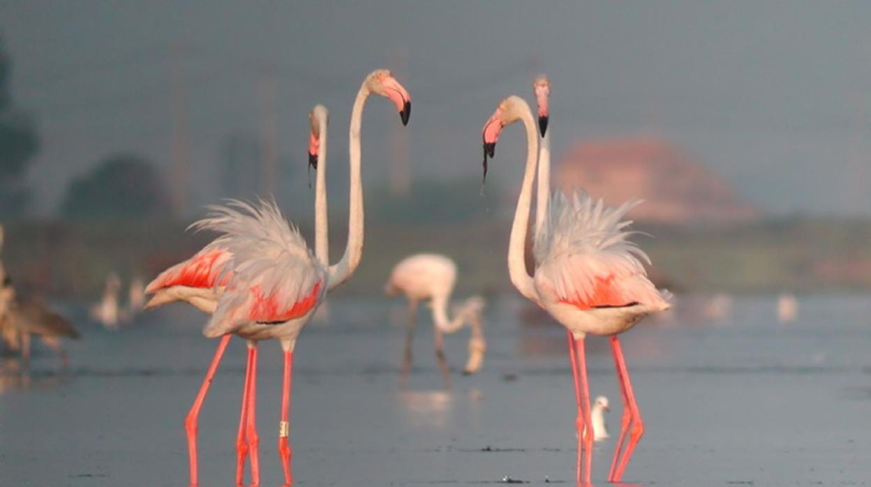 Flamencos en el Delta del Ebro