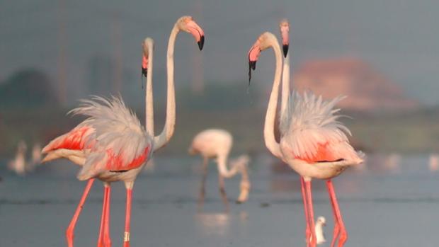 «Baby boom» de flamencos rosados en el delta del Ebro