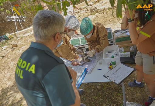 Veterinarios trabajando en el lugar donde se encontraban los animales