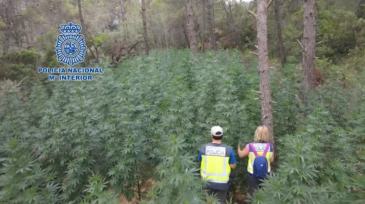 Dos agentes observan parte de la plantación de marihuana oculta en un pinar de Huesca