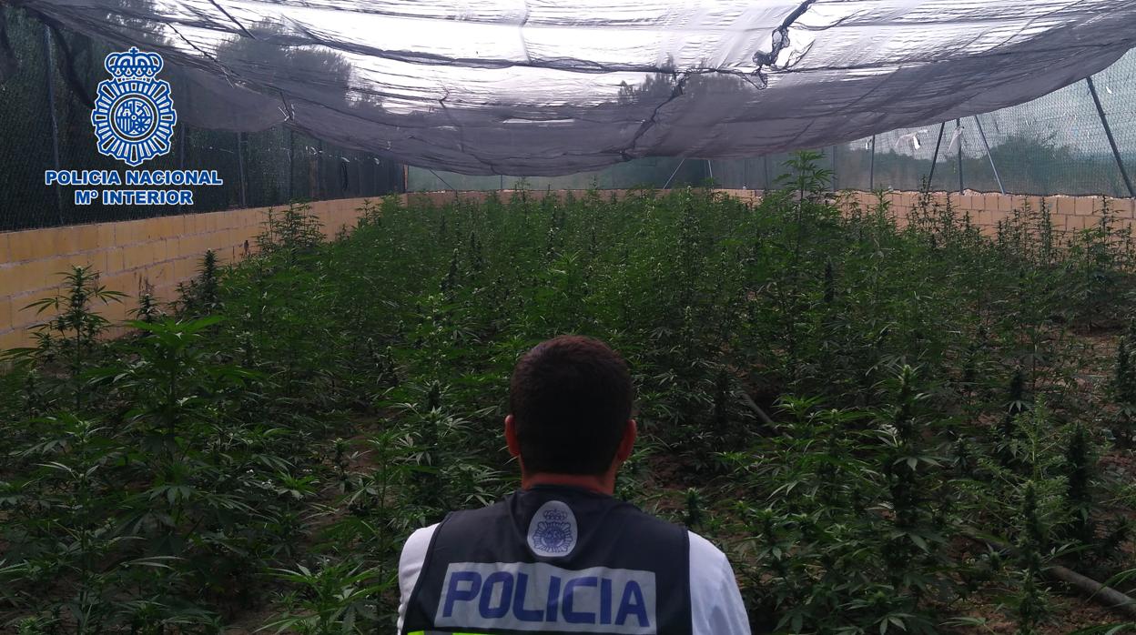 Plantación de marihuana en la localidad toledana de Cebolla