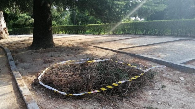 Retirado un gigantesco nido de cotorras argentinas en El Retiro ante el peligro de desprendimiento