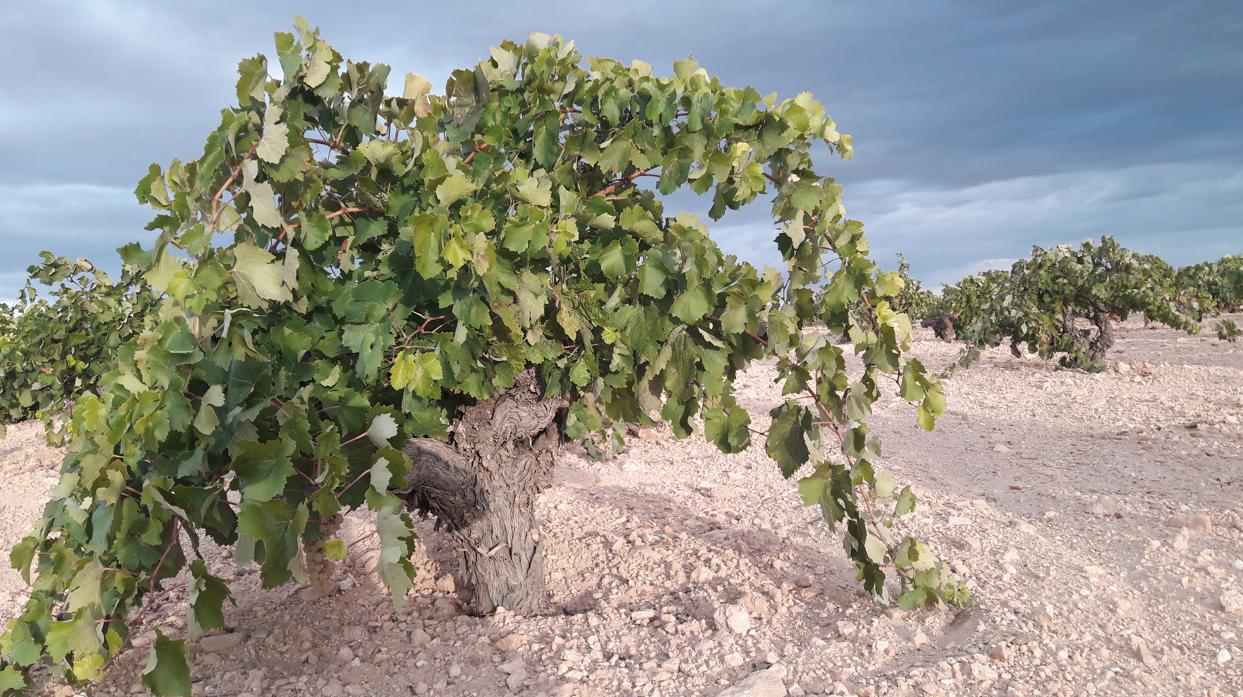 Una de las viñas de Bodegas García de Lara en Villarrubia de Santiago (Toledo)