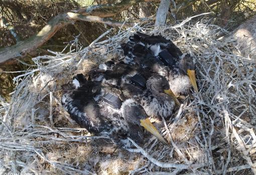 Un nido con varias crías de cigüeña negra