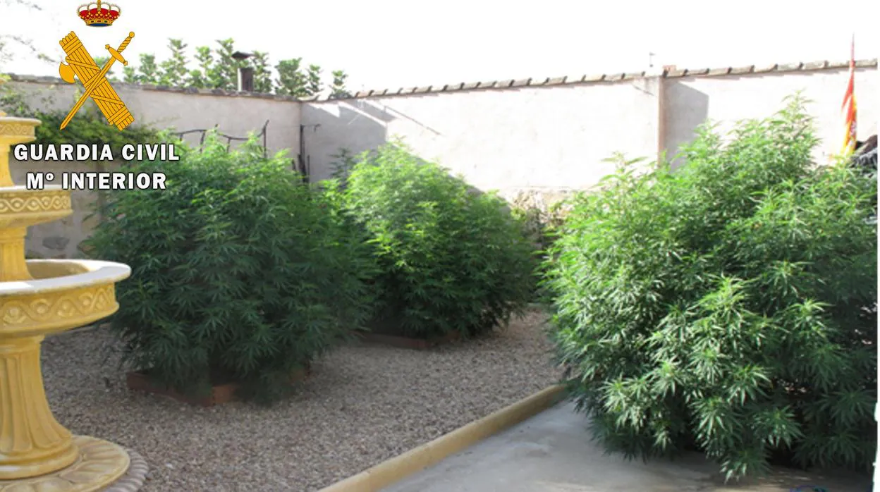 Plantaciones de marihuana