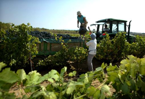 Los vendimiadores vuelcan la uva recogida en un tractor