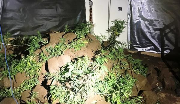 Descubren una plantación de marihuana en una casa ocupada de Ávila