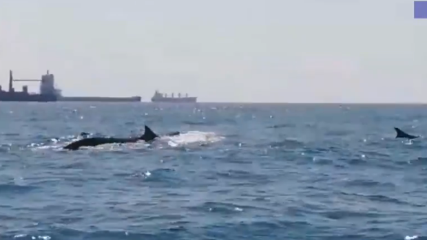 Una familia de ballenas obliga a detener el tráfico marítimo en Barcelona