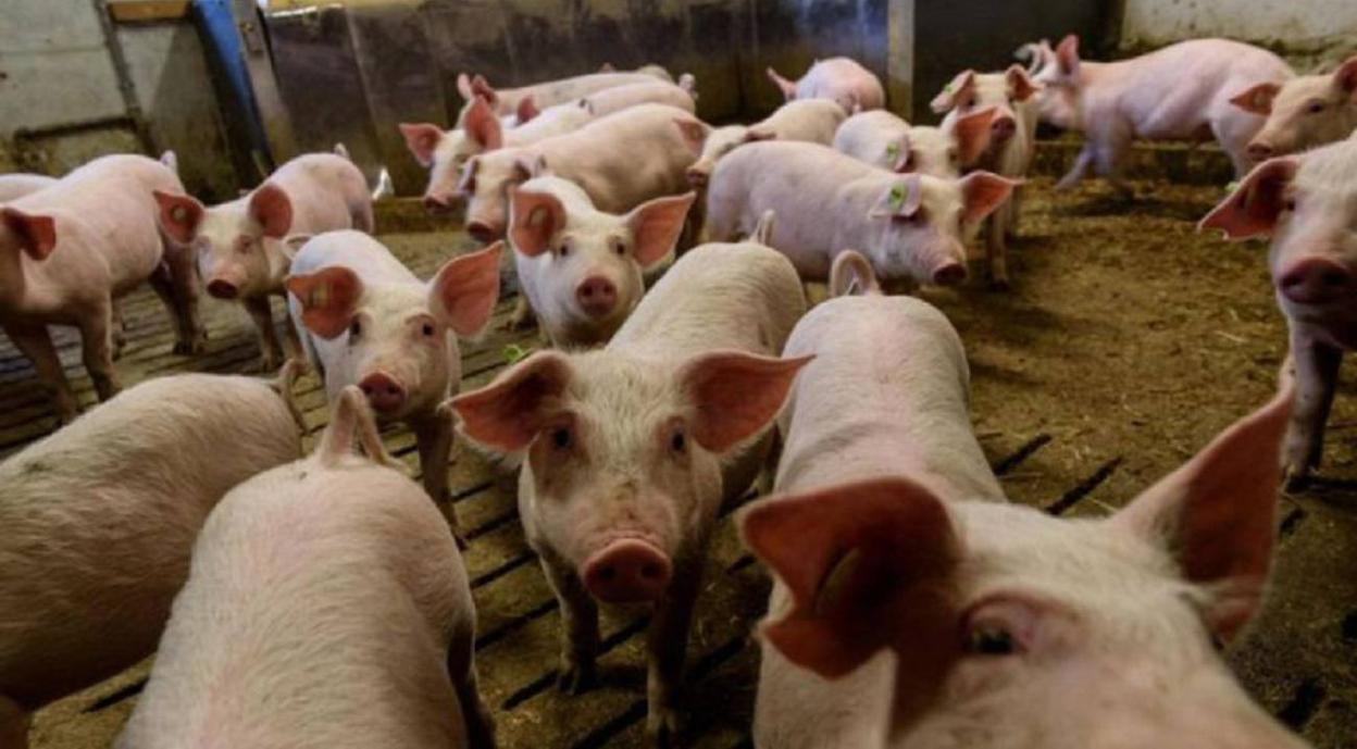 Imagen de archivo de una granja de cerdos