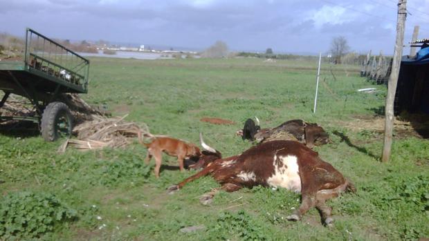 Mueren 500 animales en un incendio en una granja de Orense