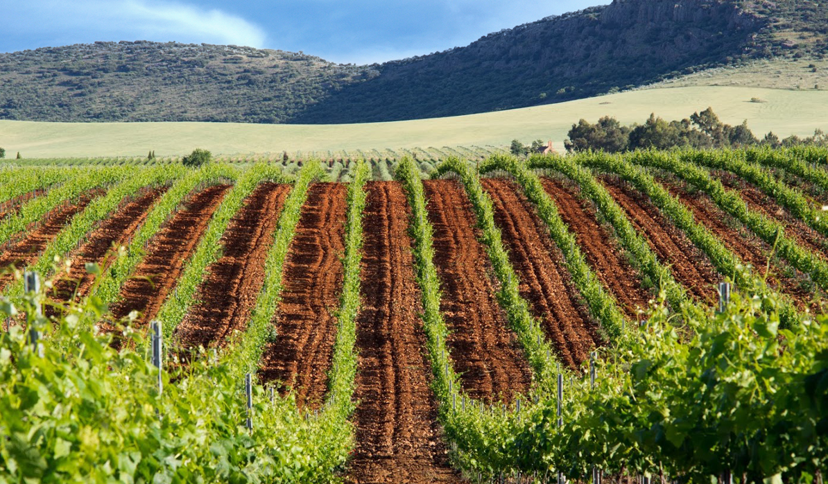 Viñedo de Encomienda de Cervera, en el término municipal de Almagro (Ciudad Real)