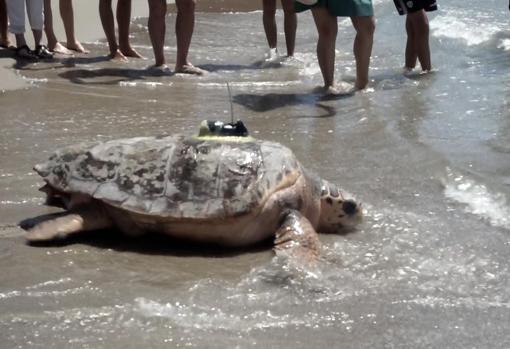 Momento de la suelta del animal en Castellón, en imagen difundida por el Oceanogràfic en sus redes sociales