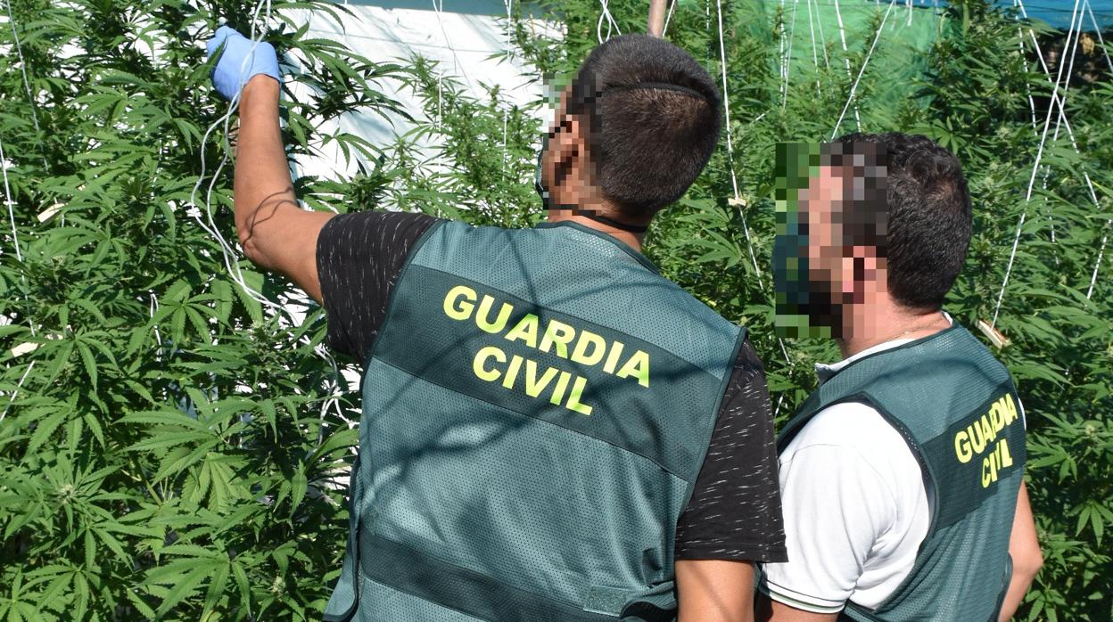 Plantación de marihuana desmantelada por la Guadia Civil de Ávila