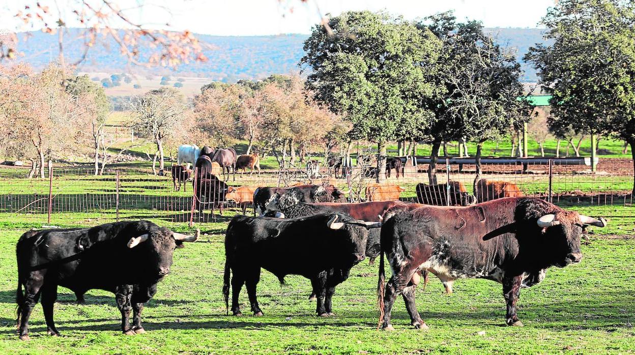 Algunos de los ejemplares de la reconocida ganadería de «El Ventorrillo» en «Robledo de los Osillos»