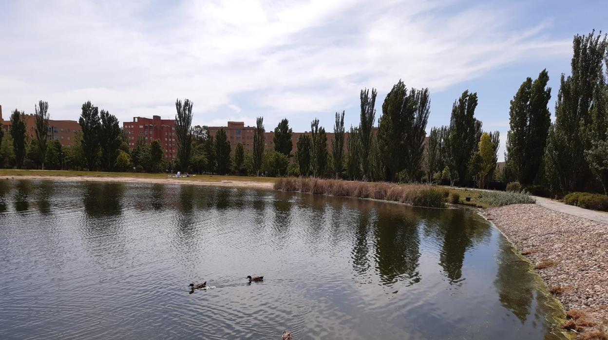 La laguna de Valdebernardo en su estado actual, con decenas de aves en la zona del humedal