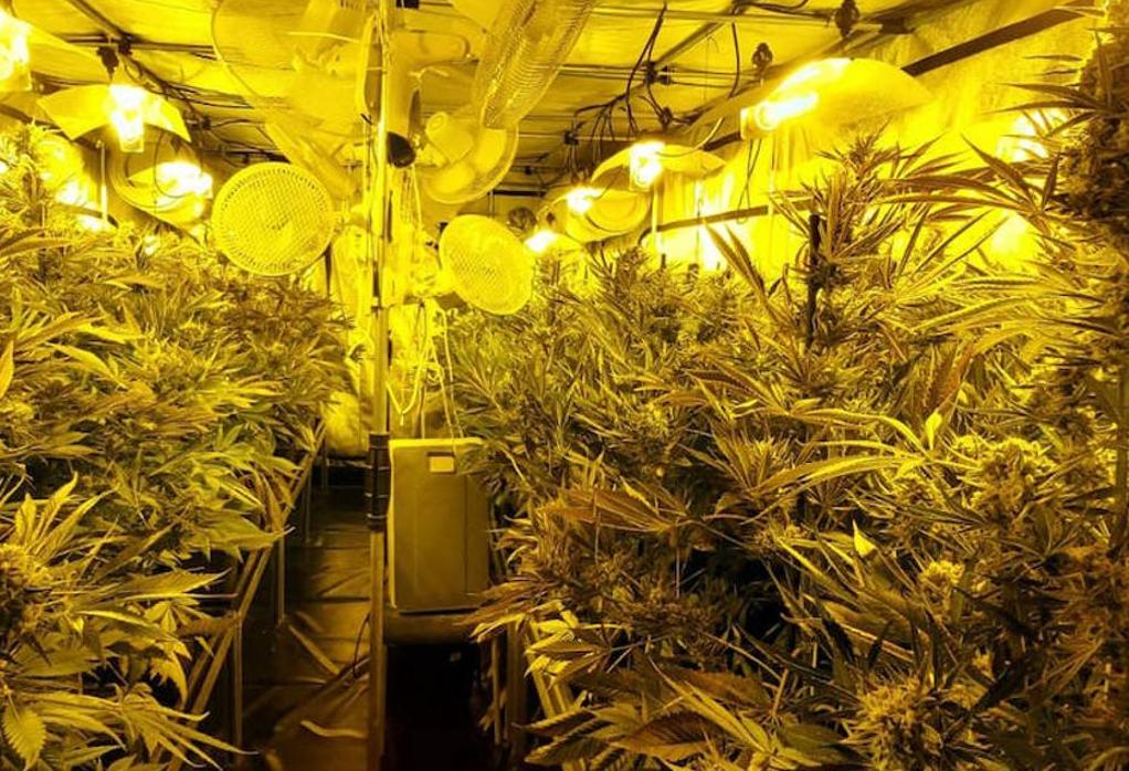 La Guardia Civil se ha incautado de seis plantas de marihuana en estos domicilios