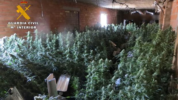 Desmantelan un centro de producción de cannabis en Minateda y detienen a tres personas