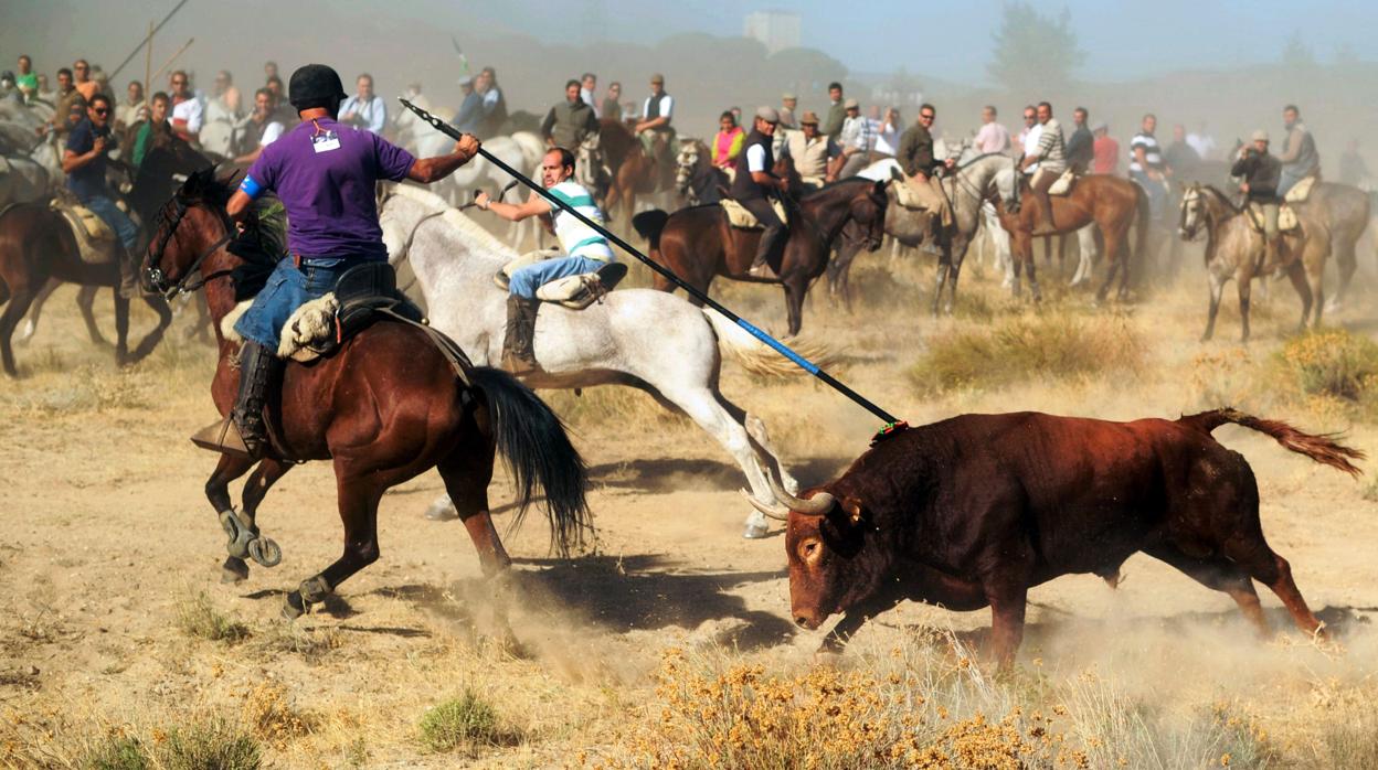 Imagen del encierro del Toro de la Vega cuando aún se podía matar al toro