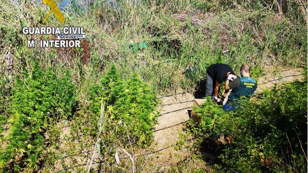 Detienen in fraganti a un hombre cosechando marihuana en el parque natural de la Albufera