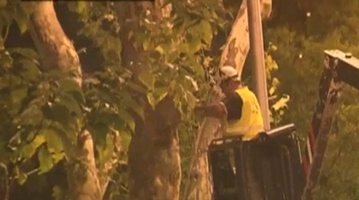 Un operario coloca las guirnaldas en un árbol de la capital