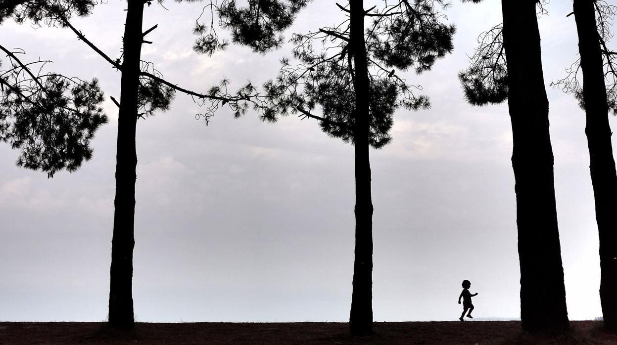 Un niño camina este lunes por el pinar del la playa de A Madalena, en el concello coruñés de Cabanas