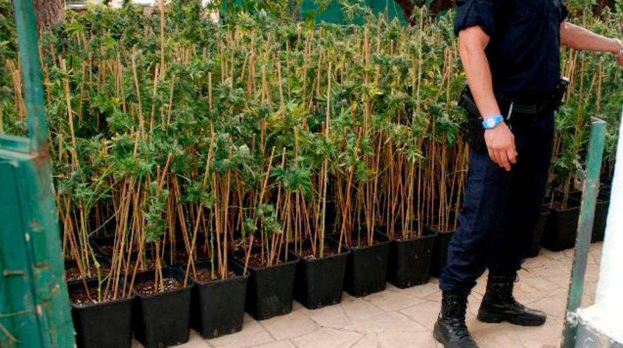 Plantación de marihuana descubierta por los mossos