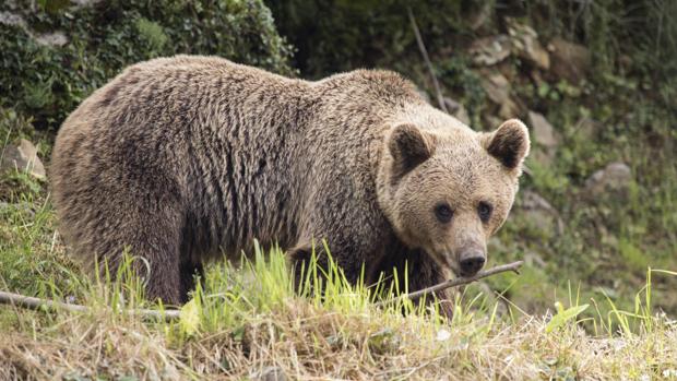 Muere atropellado un oso pardo en una carretera de León