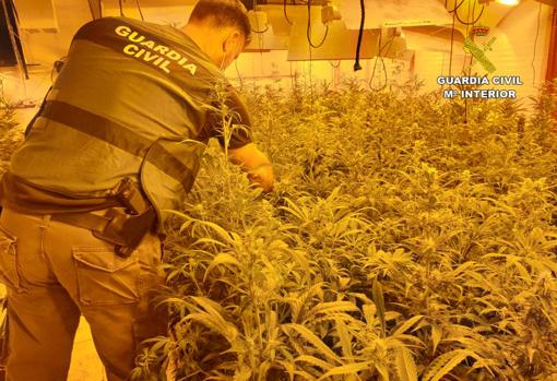 Los traficantes cultivaban la marihuana en las viviendas que ocupaban de la Vega Baja