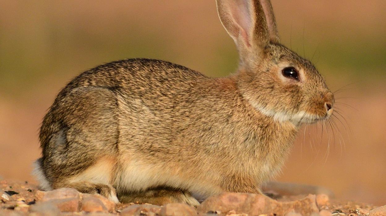 Imagen de archivo de un conejo