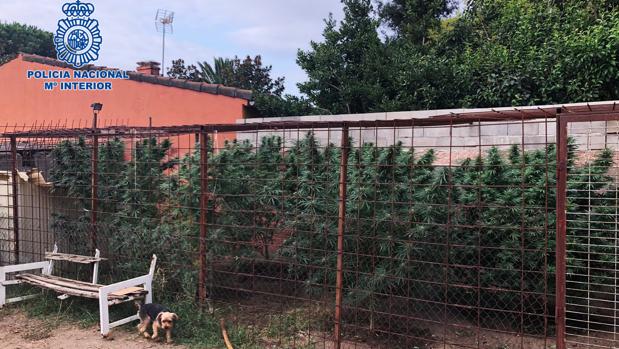 La Policía Nacional desmantela 4 plantaciones de marihuana en Talavera y Gamonal