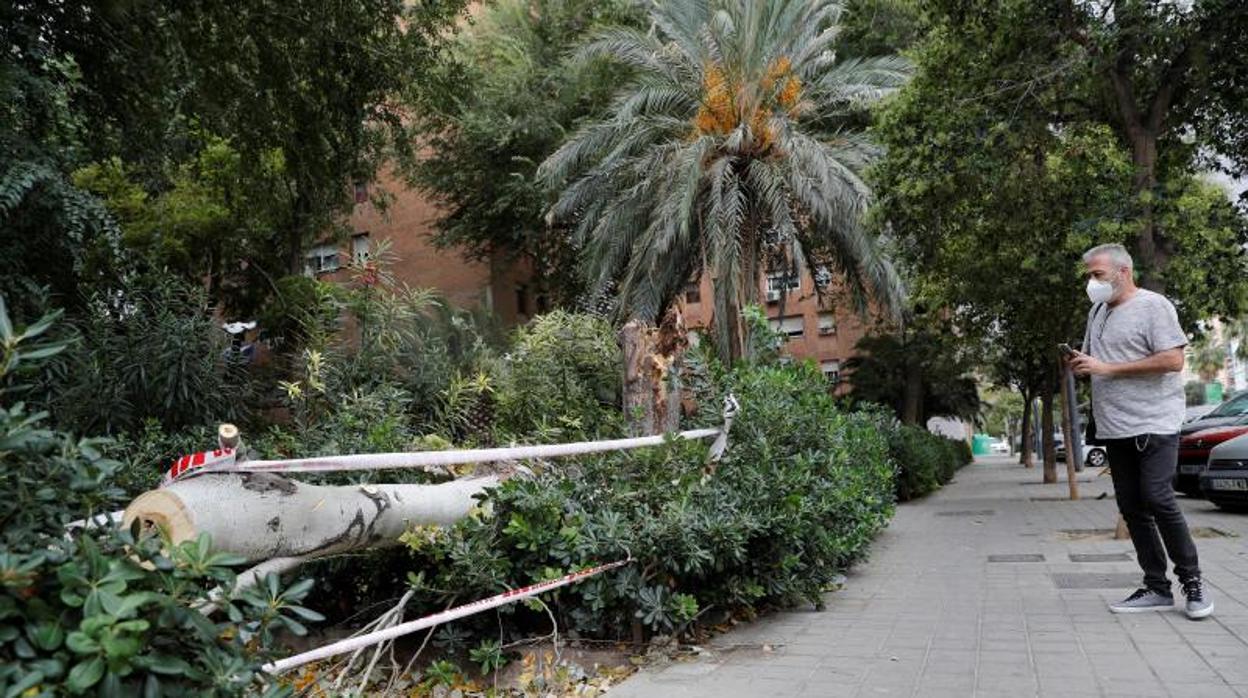 El árbol caído que ha causado heridas a una mujer de 71 años en Valencia