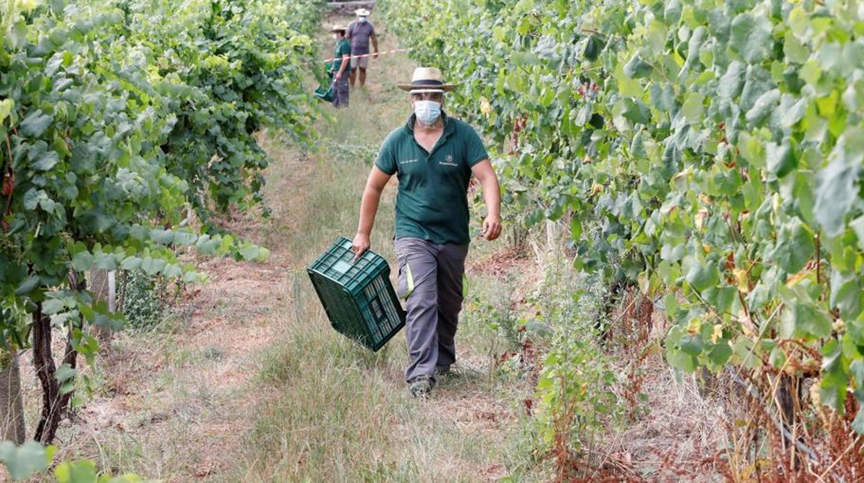 El sector agrícola es uno donde más ha bajado el paro durante el mes de septiembre