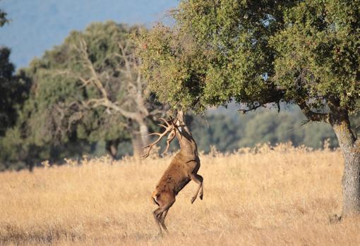 Un macho de ciervo se alza para conseguir algo de comida de una rama de encina