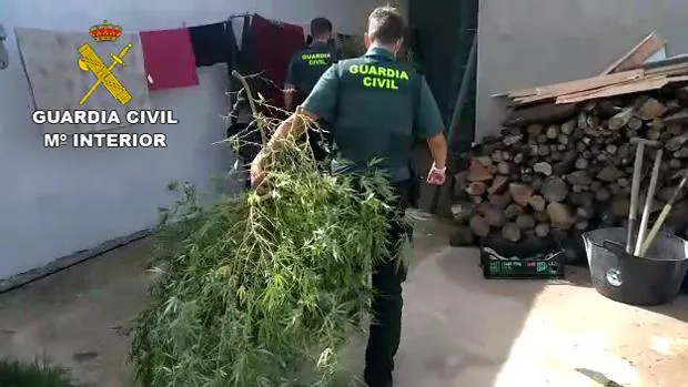 Operación Santum: dieciocho detenidos por cultivo y venta de marihuana en varios pueblos de Ciudad Real