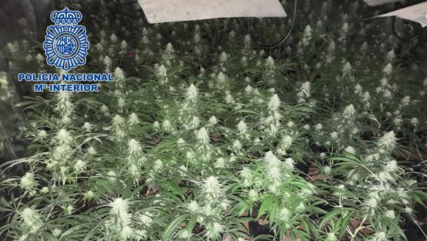 La Policía de Ontígola requisa 30 kilos de marihuana en el sótano de un chalet ocupado