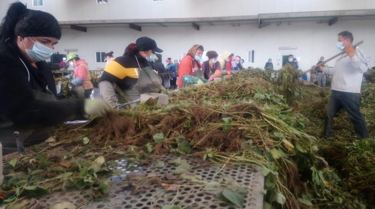 Temporeras rumanas trabajando en un vivero en la provincia de Segovia en la selección de la planta de fresa