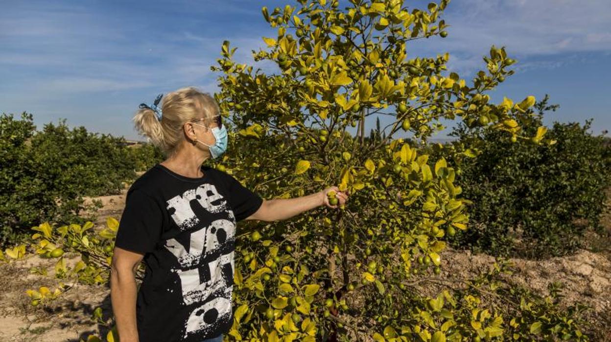 Una agricultora de la Vega Baja alicantina, en su explotación de limones