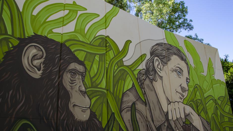 Jane Goodall mira hacia el futuro en el nuevo mural homenaje en el Bioparc de Valencia