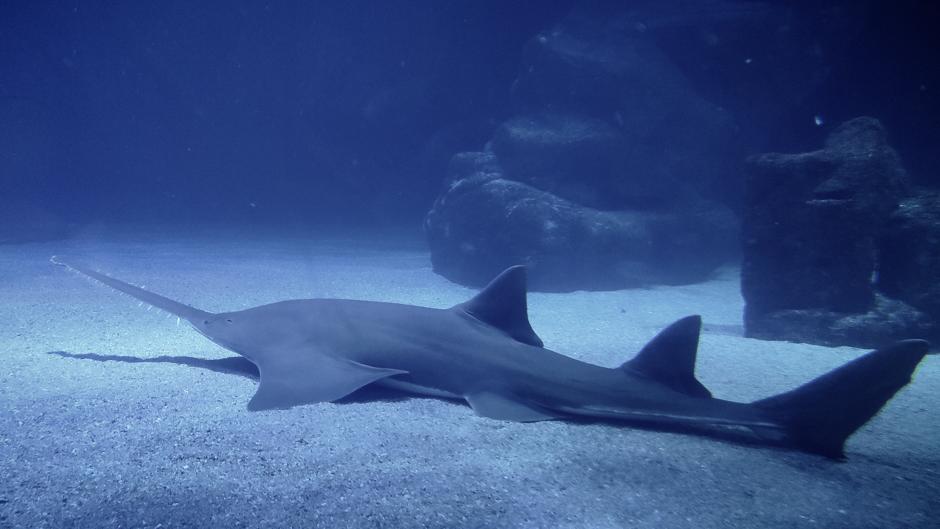 De Suecia al Oceanogràfic: un pez sierra de casi cuatro metros y 170 kilos llega a Valencia