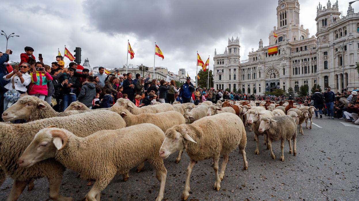 Rebaño de ovejas a su paso por Cibeles, en 2019