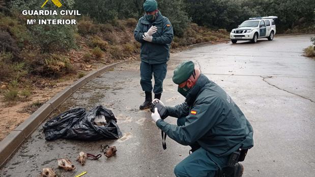 El Seprona investiga un «cementerio ilegal» de animales domésticos en El Casar