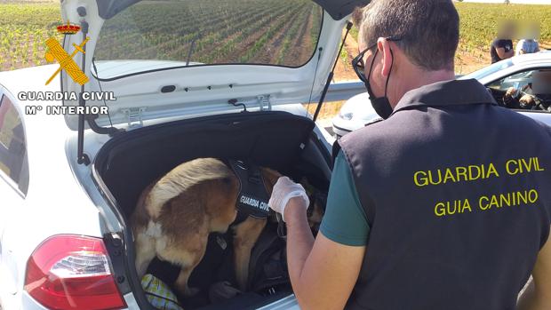 Rayo, el perro de la Guardia Civil que ha ayudado a encontrar 500 gramos de hachís en un coche en Hellín