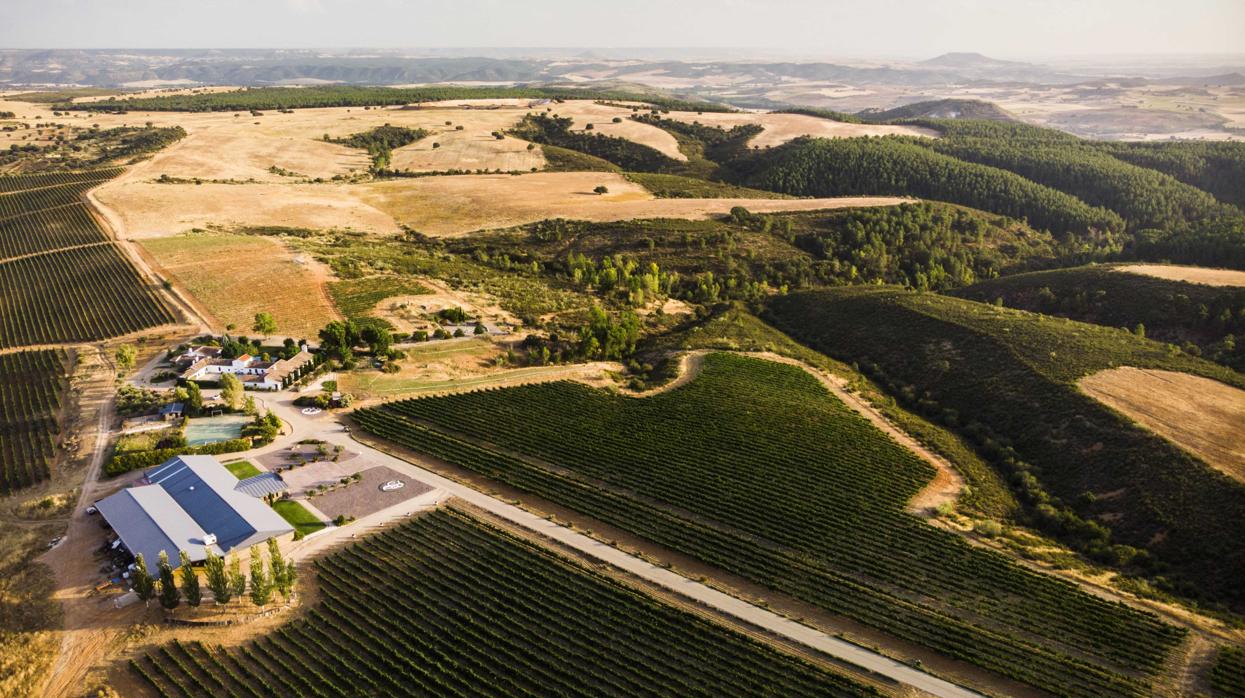 Vendimia histórica en Finca Río Negro por la calidad de la uva